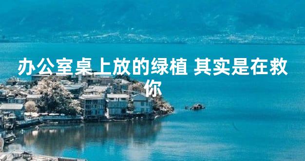 办公室桌上放的绿植 其实是在救你
